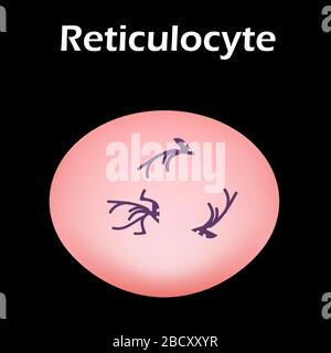 La structure de l'érythrocyte. Globules érythrocytes. La structure de la cellule de sang rouge. Réticulocytes. Infographies. Illustration vectorielle activée Illustration de Vecteur