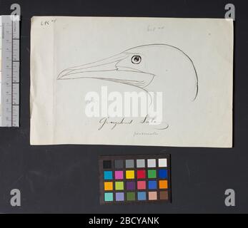 Robert Ridgway Bird Head Dessin 618xx. Ce dessin ou gravures de têtes d'oiseaux a été utilisé dans Spencer F. Robert Ridgway Bird Head Drawing 618xx Banque D'Images