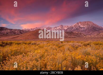 Dawn, Rabbitbrush, les Buttermilks, Basin Mountain, Piute Peak, Bishop Creek National Recreation Area, Inyo National Forest, Californie Banque D'Images