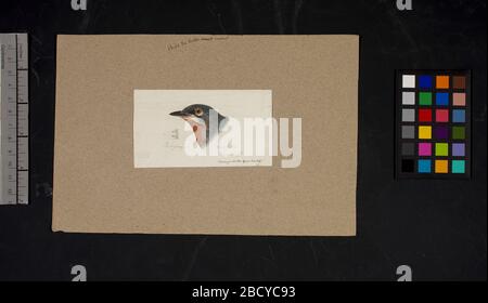 Dessin de tête d'oiseau Robert Ridgway non numéroté. Ce dessin ou gravures de têtes d'oiseaux a été utilisé dans Spencer F. Unnumbered Robert Ridgway Bird Head Drawing Banque D'Images