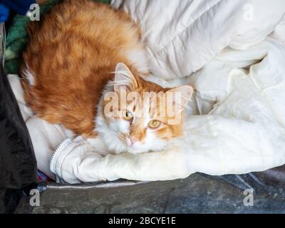 Un chat rouge avec des taches blanches et des yeux ambrés se trouve dans une boîte noire avec une vieille couverture blanche. Banque D'Images