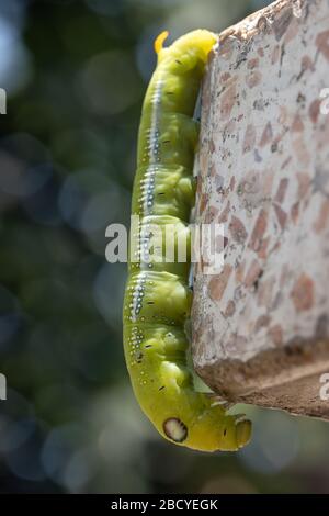 La Moth Caterpillar (Daphnis nerii, Sphingidae), à motif laurier, s'éclore sur une table de jardin, en Thaïlande. Banque D'Images