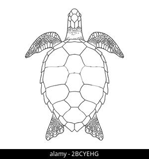 Contour de la tortue de mer. Illustration vectorielle en noir et blanc. Vue de dessus, tortue isolée sur fond blanc Illustration de Vecteur