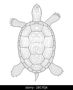 Le profil de la tortue Diamondback Terrapin. Illustration vectorielle en noir et blanc. Vue de dessus, tortue isolée sur fond blanc Illustration de Vecteur