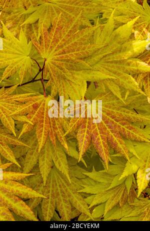 Feuille de bois, érable japonais, Acer Shirasawanum, Cypress Garden, Mill Valley, Californie Banque D'Images