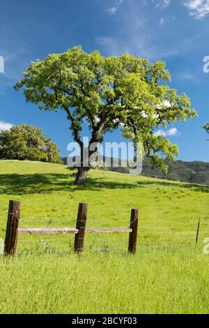 Arbres côtiers en chêne vert avec ancienne clôture en bois dans la vallée de Santa Ynez Banque D'Images