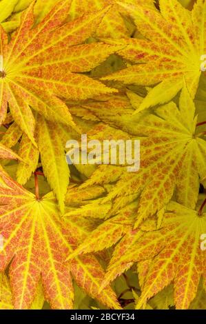 Feuille de bois, érable japonais, Acer Shirasawanum, Cypress Garden, Mill Valley, Californie Banque D'Images