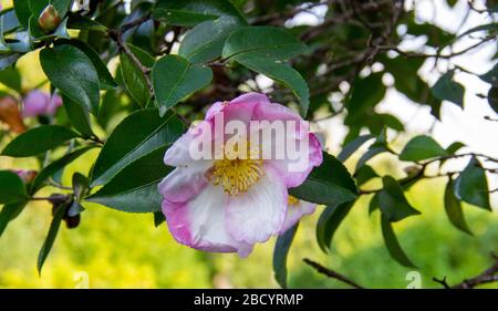 fleur de camellia de montagne. Plante d'evergreen de la famille des Theaceae. Camellia sinensis Banque D'Images