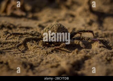 Attraper des crabes indiens frais pour vendre sur le marché de poissons de plage de sable. Crabes indiens frais et savoureux de renommée mondiale Banque D'Images