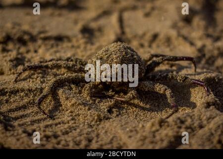 Attraper des crabes indiens frais pour vendre sur le marché de poissons de plage de sable. Crabes indiens frais et savoureux de renommée mondiale Banque D'Images