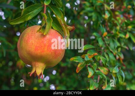 Un grenat jaune suspendu sur une branche avec un feuillage vert. La grenade mûre pousse sur un arbre. Gros plan. garnet sur un arbre. Banque D'Images