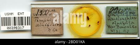 Pemphigus alnifoliae. 7 octobre 20151 pemphigus alnifoliae Banque D'Images