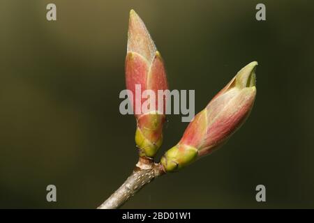 Bourgeons poussant sur une branche d'un arbre de Sycamore, Acer pseudoplatanus, au printemps. Banque D'Images