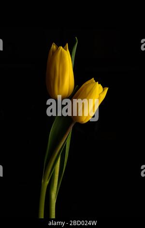 Belles fleurs de tulipe fraîches isolées sur un fond noir Banque D'Images