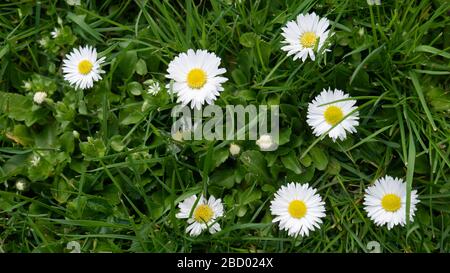 Fleurs de Marguerite par jour ensoleillé. Banque D'Images