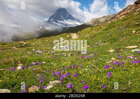 Fleurs alpines (Viola calcarata L.) et paysage alpin. Le massif du Cervin (Cervino) en arrière-plan. Zermatt. Valais. Alpes suisses. Europe. Banque D'Images