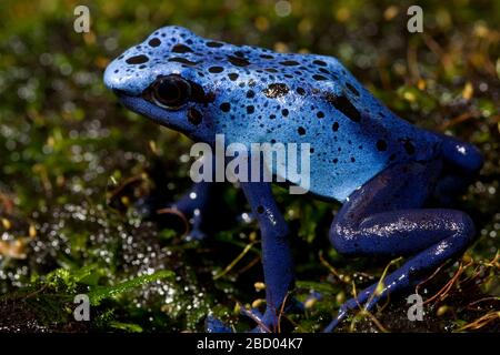 Grenouille bleue à la poison. Espèces: azueus genre: Dendrobates famille: Dendrobatidae ordre: Anura Classe: Amphibia Phylum: Chordata Royaume: Animalia Amphibian Blue Poison Arrow Frog Banque D'Images