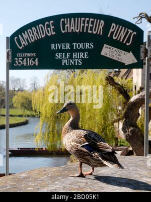 Un canard se trouve seul et surplombe les punts vides sur la River Cam de Cambridge Banque D'Images