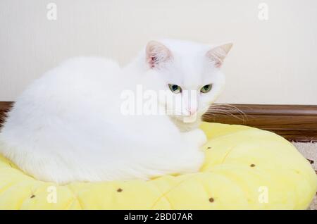 Joli chat angora turc blanc se trouve sur un oreiller jaune et des yeux verts d'apparence, chat 1 an 10 mois, Banque D'Images