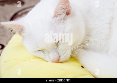 Joli chat angora turc blanc dormant sur un oreiller jaune dans la chambre, chat 1 an 10 mois, Banque D'Images