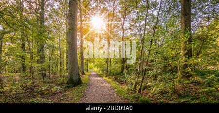 Beau paysage naturel avec des arbres à feuilles caduques dans une forêt belge lors d'une journée d'été ensoleillée. Vue panoramique. Banque D'Images