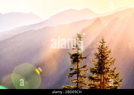 Rayons du soleil du coucher du soleil sur les montagnes - deux arbres verts en premier plan en lumière d'or Banque D'Images