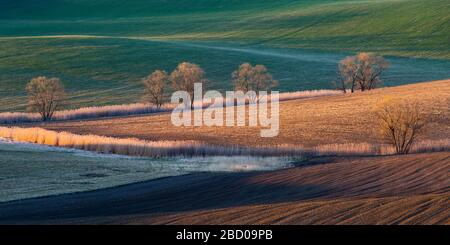 Arbres dans les champs de la région de Turiec dans le nord de la Slovaquie. Banque D'Images