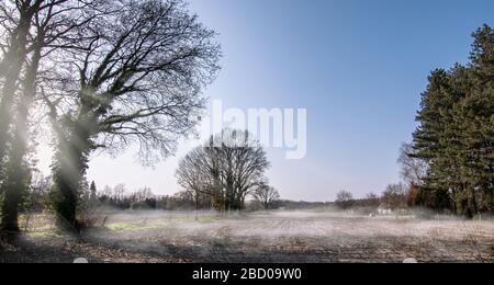 Paysage du matin avec silhouette d'arbres dans la prairie belge avec brouillard et soleil. Panorama. Banque D'Images