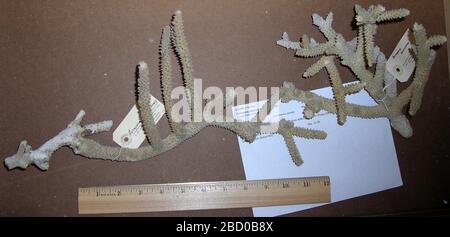 Acropora cervicornis. 18 nov. 2014C-262 Acropora cervicornis Banque D'Images