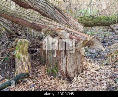 Nagé du tronc d'arbre mady par un castor vu dans le sud de l'Allemagne Banque D'Images