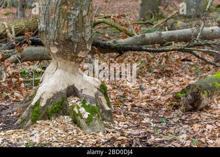 Nagé du tronc d'arbre mady par un castor vu dans le sud de l'Allemagne Banque D'Images