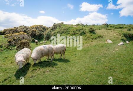 Les moutons et les agneaux paissent dans un pâturage vert à travers une campagne irlandaise luxuriante Banque D'Images