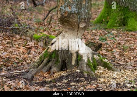 Nagé du tronc d'arbre mady par un castor vu dans le sud de l'Allemagne Banque D'Images