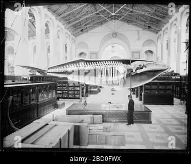 Coulées de baleines à USNM. Verre brisé stabilisé négatif.Baleine coulé dans l'exposition mammifères dans la salle sud du Musée national des États-Unis (USNM), maintenant connu sous le nom de Arts and Industries Building, avant la réinstallation de 1887 (il a été déplacé de son support et suspendu au plafond).Smithsonian Arts and MNH-2322 Banque D'Images