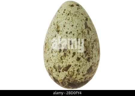 Corbeau commun Corbeau Nord. EO 400203 Common Raven Corvus corax Mask.jpg Banque D'Images