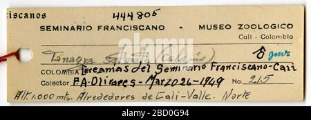 Euphoria saturata. 18 août 20141 Euphonia saturata Banque D'Images