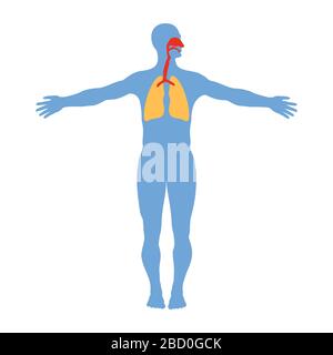 Anatomie du système respiratoire humain, isolée sur fond blanc, illustration médicale vectorielle. Illustration de Vecteur