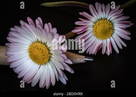 daisies et crayon sur fond noir Banque D'Images