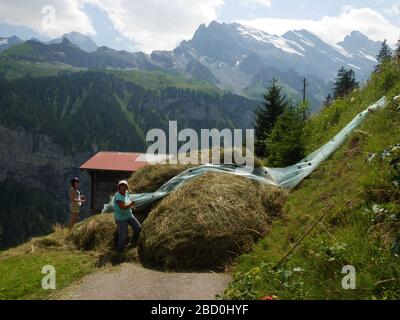 Haymaking à Gimmelwald dans la région de la Jungfrau en Suisse. Banque D'Images