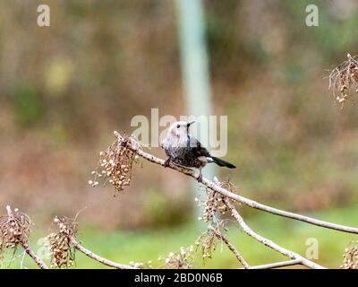 Un bulbul brun, Hypsipetes amaurotis, perches dans une branche sèche en hiver près de Yokohama, Japon. Banque D'Images