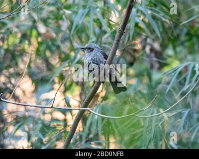 Un bulbul brun, Hypsipetes amaurotis, perche dans un arbre dans une forêt près de Yokohama, au Japon. Banque D'Images