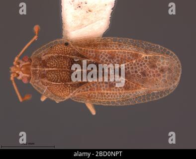 Euaulana austrina. AUSTRALIE, le 10 décembre 1963, sur les fleurs coupées interceptées, San Pedro, Calif.[Red] holotype, Auaulana, autriche, Drake[Red border] holotype, Auaulana, autriche, [Male Symbol] DrakeAUSTRALIA, sur les fleurs coupées interceptées, San Pedro, Calif.5 Oct 20171 Euaulana austrina Banque D'Images