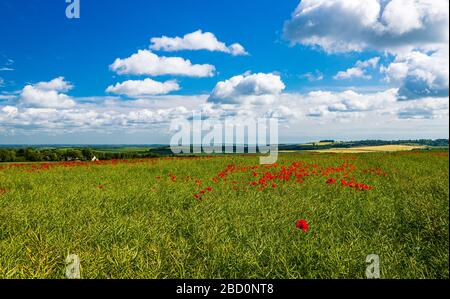 Les coquelicots qui poussent parmi les cultures près de Barley dans le Herfordshire avec de grandes vues sur Essex dans l'est de l'Angleterre Royaume-Uni Banque D'Images