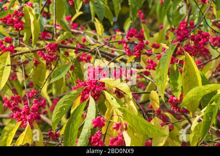 Broche chinoise (Euonymus hamiltonianus). Queenswood Arboretum Hereford Herefordshire Royaume-Uni. Octobre 2019 Banque D'Images