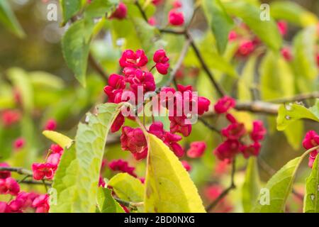 Broche chinoise (Euonymus hamiltonianus). Queenswood Arboretum Hereford Herefordshire Royaume-Uni. Octobre 2019 Banque D'Images