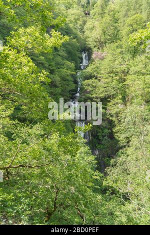 DeviL'S Bridge Falls (Pontarfynach), Ceredigion Mid Wales. Juin 2019 Banque D'Images