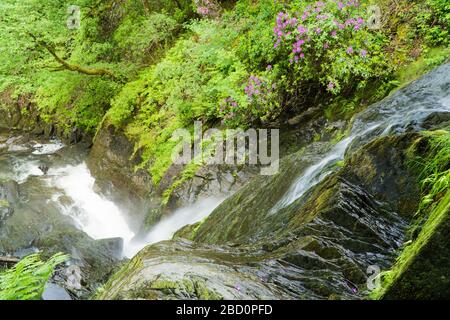 DeviL'S Bridge Falls (Pontarfynach), Ceredigion Mid Wales. Juin 2019 Banque D'Images