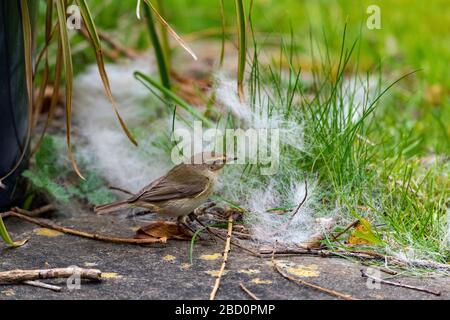 Oiseau de jardin commun la récolte de nid de mousseline. Banque D'Images