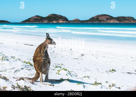 Un kangourou sympathique sur une plage de sable blanc immaculé à Esperance, Lucky Bay, Australie occidentale Banque D'Images
