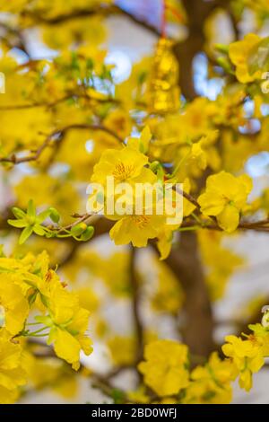 Branche des fleurs d'abricot en nouvel an lunaire vietnamien Banque D'Images